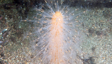 Veretillum cynomorium